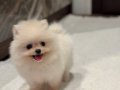 Gülen Yüzlü Ayı Surat Pomeranian Boo Yavrusu