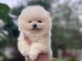 Gülen Yüzlü Ayı Surat Pomeranian Boo Yavrusu