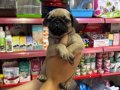Dünyalar güzeli parmak pug