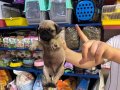 Dünyalar güzeli parmak pug