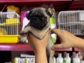 Dünyalar güzeli parmak pug