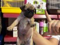 Dünyalar güzeli parmak pug