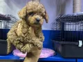 Kore toy poodle mini boy