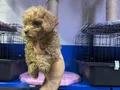 Kore toy poodle mini boy