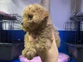 Kore toy poodle mini boy