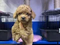 Kore toy poodle mini boy