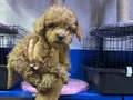Kore toy poodle mini boy
