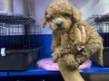 Kore poodle ve poodllar yeni yuvasını bekliyor 