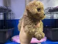 Kore poodle ve poodllar yeni yuvasını bekliyor 