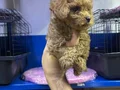 Kore poodle ve poodllar yeni yuvasını bekliyor 