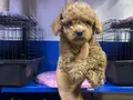 Kore poodle ve poodllar yeni yuvasını bekliyor 