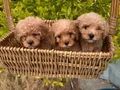 Kore poodle ve poodllar yeni yuvasını bekliyor 