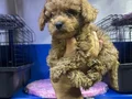 Kore poodle ve poodllar yeni yuvasını bekliyor 