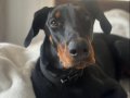 Dişi Doberman