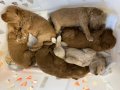 SAFKAN TOY POODLE YAVRULARIMIZ 