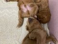 SAFKAN TOY POODLE YAVRULARIMIZ 