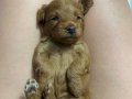 SAFKAN TOY POODLE YAVRULARIMIZ 