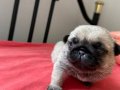 2 yavru erkek pug 1,5 yaşında dişi pug
