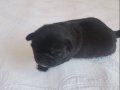2 yavru erkek pug 1,5 yaşında dişi pug