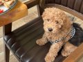 Kahve Tonlu Kıvırcık 3 Aylık Poodle