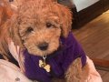 Çok Akıllı Poodle