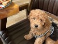 Çok Akıllı Poodle