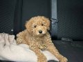Çok Akıllı Poodle