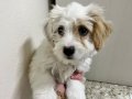 3 aylık Maltipoo Yavrumuz