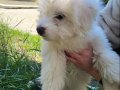 4,5 Aylık Maltese Terrier Bebeğimize Yuva Arıyoruz