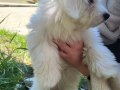 4,5 Aylık Maltese Terrier Bebeğimize Yuva Arıyoruz