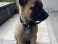 2 AYLIK ERKEK Belçika Malinois