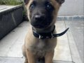 2 AYLIK ERKEK Belçika Malinois
