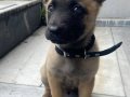 2 AYLIK ERKEK Belçika Malinois