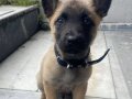 2 AYLIK ERKEK Belçika Malinois