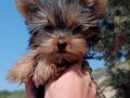 Teacup Yorkshir Terrier, Anne Baba İkisi Şampiyonlar 