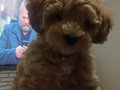 Poodle erkek 2 buçuk aylık İzmir