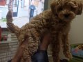 Poodle erkek 2 buçuk aylık İzmir