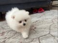 Pamuk Gibi Pomeranian Boo