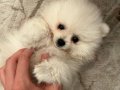 Pamuk Gibi Pomeranian Boo