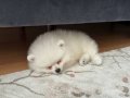 Pamuk Gibi Pomeranian Boo