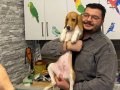 Aile Sıcaklığı Arayan Eğitimli Beagle Kızımız