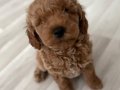 Kızıl Bukleli Oyuncak Poodle Yavrusu