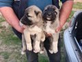 SİVAS KANGAL YAVRULARI