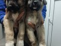 SİVAS KANGAL YAVRULARI