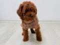 3 aylık erkek toy poodle