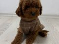 3 aylık erkek toy poodle