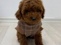 3 aylık erkek toy poodle