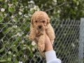 Tuvalet Eğitimli Kıvırcık Poodle