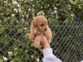 Tuvalet Eğitimli Kıvırcık Poodle