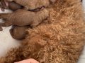 Toy Poodle scrli ev yavruları 